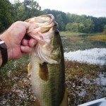 Big Largemouths and Smallmouths 016