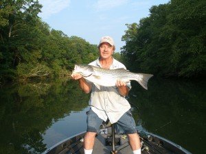 Wilson Lake Striper