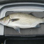 Big Hybrid Stripe