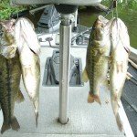 Big Spotted Bass