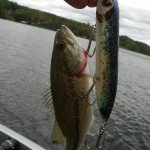 Fish Cats