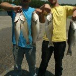 Stripes and Bass