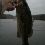 Big Bass