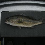 Big Bass
