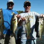 Largemouth Bass Cat 007