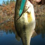 Bass