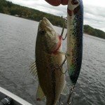 Fishcats 003
