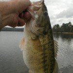 bass2 feb122012