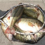 Big Bass 032