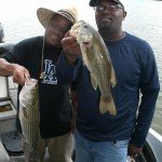 Fish Cats 002 1
