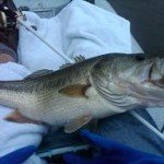 Big Bass on zara spook